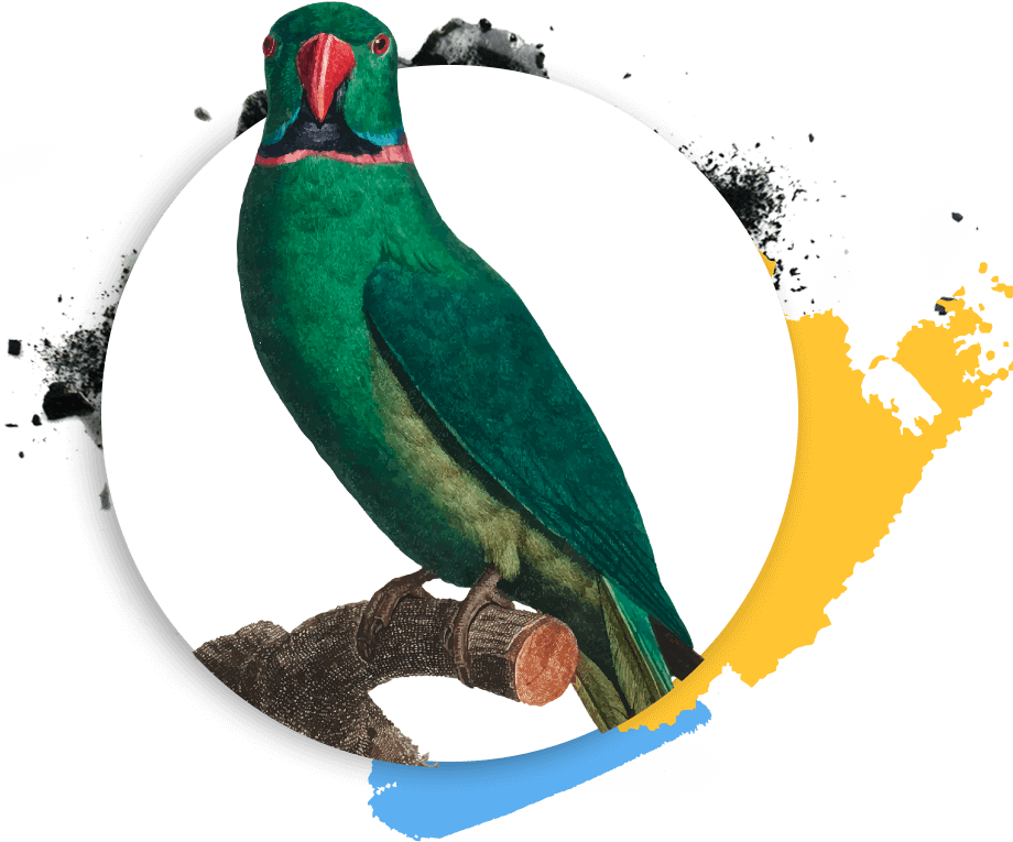 https://art-tech.eduprojects.eu/wp-content/uploads/2019/03/Psittaciformes.png